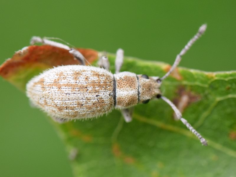 Ptochus porcellus Boheman, 1834